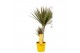 Dracaena marg. bicolor 2pp - 30-15 - MoreLips 