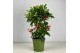 Ardisia crenata Rood bes 3 (Budget) 