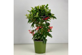 Ardisia crenata Rood bes 3 (Budget)