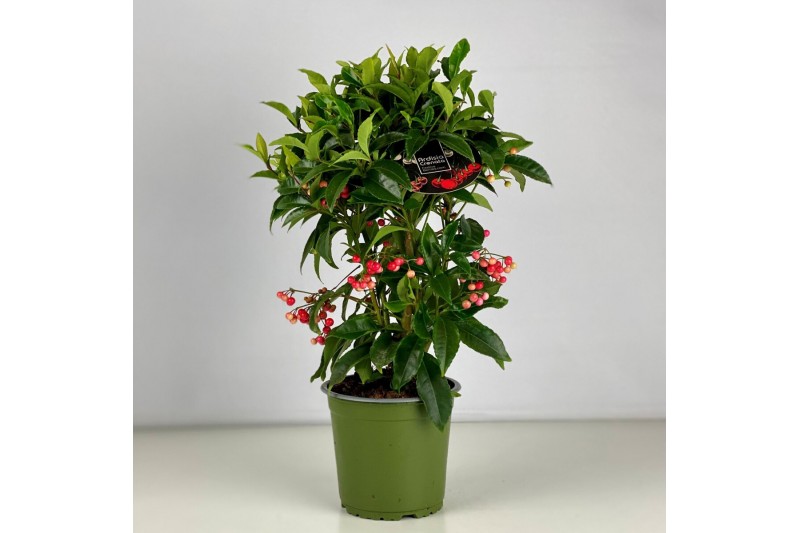 Ardisia crenata Rood bes 3 (Budget) 