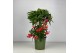 Ardisia crenata Rood bes 3 (Budget) 