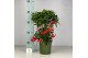 Ardisia crenata Rood bes 3 (Budget) 