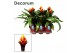 Guzmania crown Luxe keramiek 