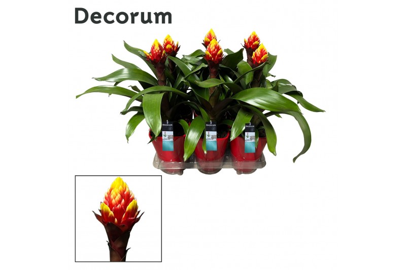 Guzmania crown Luxe keramiek 