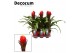 Guzmania punta Luxe keramiek 