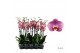 Phalaenopsis Phalaenopsis Honey Peach - 2 tak 80cm 12 bl. 2 tak/plnt 