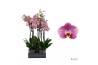 Phalaenopsis Honey Peach - 2 tak - 55/60cm