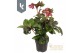 Helleborus hgc ice n roses early red 