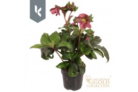 Helleborus hgc ice n roses early red