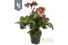Helleborus hgc ice n roses early red