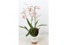 Oncidium rosy sunset 1 tak