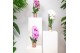 Phalaenopsis elegant cascade 1 tak niagara fall pink kolibri orchids 