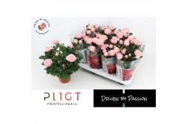 Rosa amorosa infinity soft pink Potroos Infinity Princess P14 Amorosa,