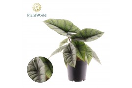Alocasia platinum Alocasia Platinum 1 pp