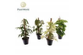 Kamerplanten mix Mosstok gemengd P12 3 pp