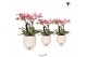 Phalaenopsis multiflora anthura treviso Kolibri Orchids in gummy trave 