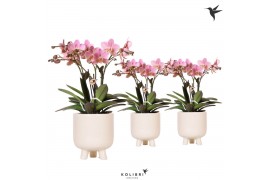 Phalaenopsis multiflora anthura treviso Kolibri Orchids in gummy trave