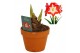Hippeastrum Minerva - Terracotta pot 