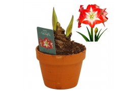 Hippeastrum Minerva - Terracotta pot