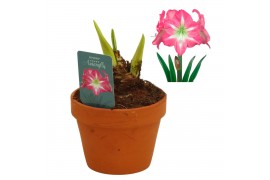 Hippeastrum Exposure - Terracotta pot