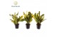 Codiaeum variegatum mammi Croton Mammi Yellow kopstek 7 cm (Decorum) 