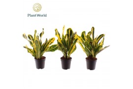 Codiaeum variegatum mammi Croton Mammi Yellow kopstek 7 cm (Decorum)