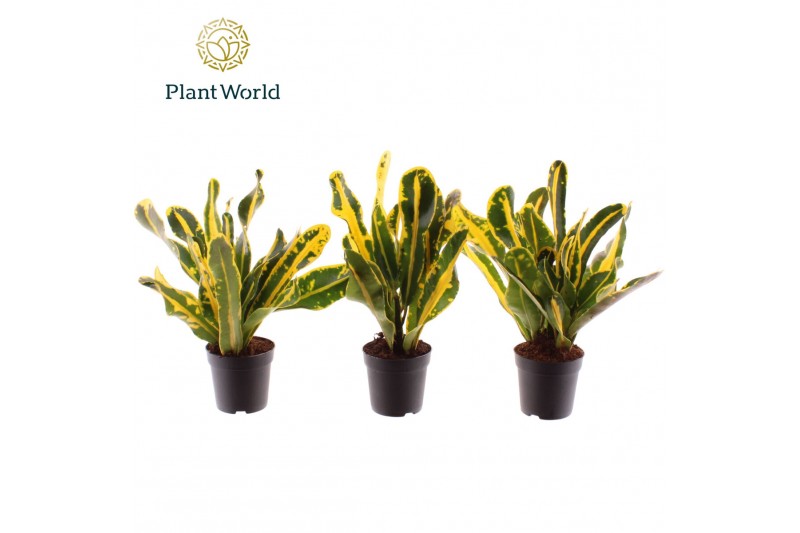 Codiaeum variegatum mammi Croton Mammi Yellow kopstek 7 cm (Decorum) Codiaeum variegatum mammi Croton Mammi Yellow kopstek 7 cm (Decorum)