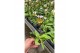 Orchideeen mix Paphiopdilum 1 tak/plnt 
