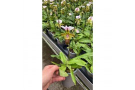 Orchideeen mix Paphiopdilum 1 tak/plnt