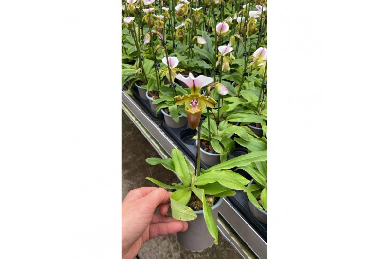 Orchideeen mix Paphiopdilum 1 tak/plnt 