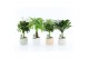 Kamerplanten mix stammenmix in sandy keramiek 