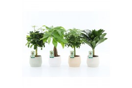 Kamerplanten mix stammenmix in sandy keramiek