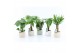 Kamerplanten mix tropic mix in sandy keramiek 