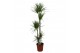 Dracaena marginata 5pp - 120-90-60-30-15 