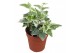 Hedera ingelise helix 7pp - 5-8cm Rank 