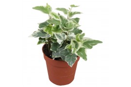 Hedera ingelise helix 7pp - 5-8cm Rank