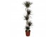 Dracaena marg. magenta 5pp - 120-90-60-30-15 