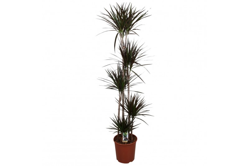Dracaena marg. magenta 5pp - 120-90-60-30-15 