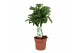 Schefflera arboricola nora gevlochten stam 