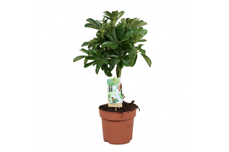 Schefflera arboricola nora gevlochten stam 