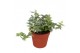 Hedera mona lisa helix 7pp - 5-8cm Rank 