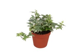 Hedera mona lisa helix 7pp - 5-8cm Rank