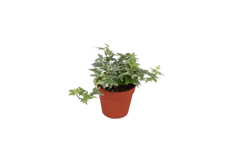 Hedera mona lisa helix 7pp - 5-8cm Rank 