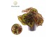 Begonia masoniana mountain Begonia Masoniana Mountain 14cm 3 pp 