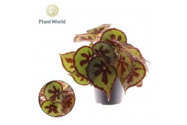 Begonia masoniana mountain Begonia Masoniana Mountain 14cm 3 pp