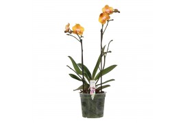 Phalaenopsis multiflora anthura las vegas Colours P15 A2 Las Vegas 9 b