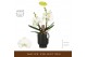 Phalaenopsis wit Bambuso - Sequoia - 2 tak - Emilia Dark Brown Aquo 