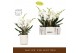Phalaenopsis wit Bambuso - Sequoia - 2 tak - Molise White Aquo 