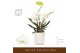Phalaenopsis wit Bambuso - Sequoia - 2 tak - Molise White Aquo 