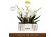Phalaenopsis wit Bambuso - Sequoia - 2 tak - Molise White Aquo 